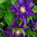 Клематис Хакуокан 2л