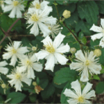 Клематис Поль Фаргез 2л