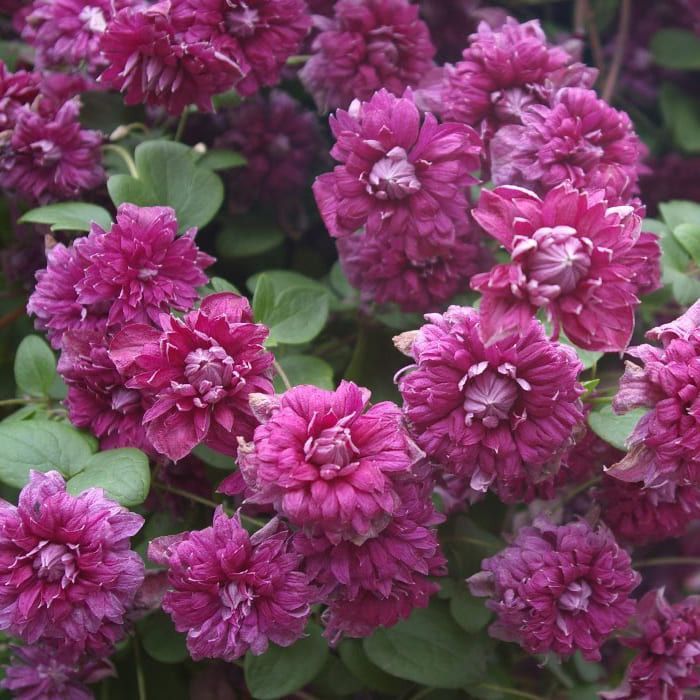 klematis-purpurea-plena-elegans-purpurea-plena-elegans Клематис Пурпуреа Плена Элеганс "Purpurea Plena Elegans" 2л — изображение 1