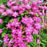 Клематис Виль де Лион "Ville de Lyon" 2л