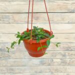 Кодонанта кашпо d15