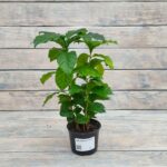 Кофе Арабика d9