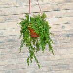 Колумнея кашпо d18