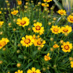 Кореопсис d12