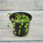 Крестовник Роули d10