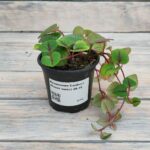 Лизимахия Санбест (Вербейник крупнолистный зеленый) (Плант микс) d8-10