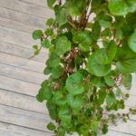 Лизимахия (Вербейник Санбест) кашпо d23 — изображение 2