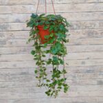 Лизимахия (Вербейник Санбест) кашпо d23