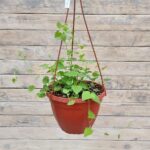 Лофоспермум кашпо d23