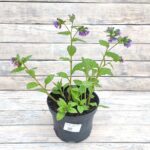 Медуница Марджери Фиш "Margery Fish" d19