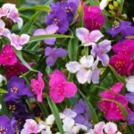 Традесканция смесь окрасов d19