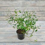 Молочай (мелкие белые цветы) d9