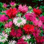 Монарда Панорама микс d12