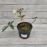 Морозник Гесс "Guess" d15