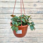 Нематантус кашпо d18