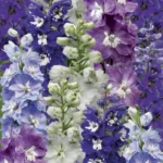 Дельфиниум микс сортов d12