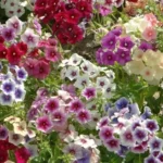 Флокс метельчатый смесь окрасов d12