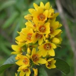 Лизимахия (Вербейник точечный) d9