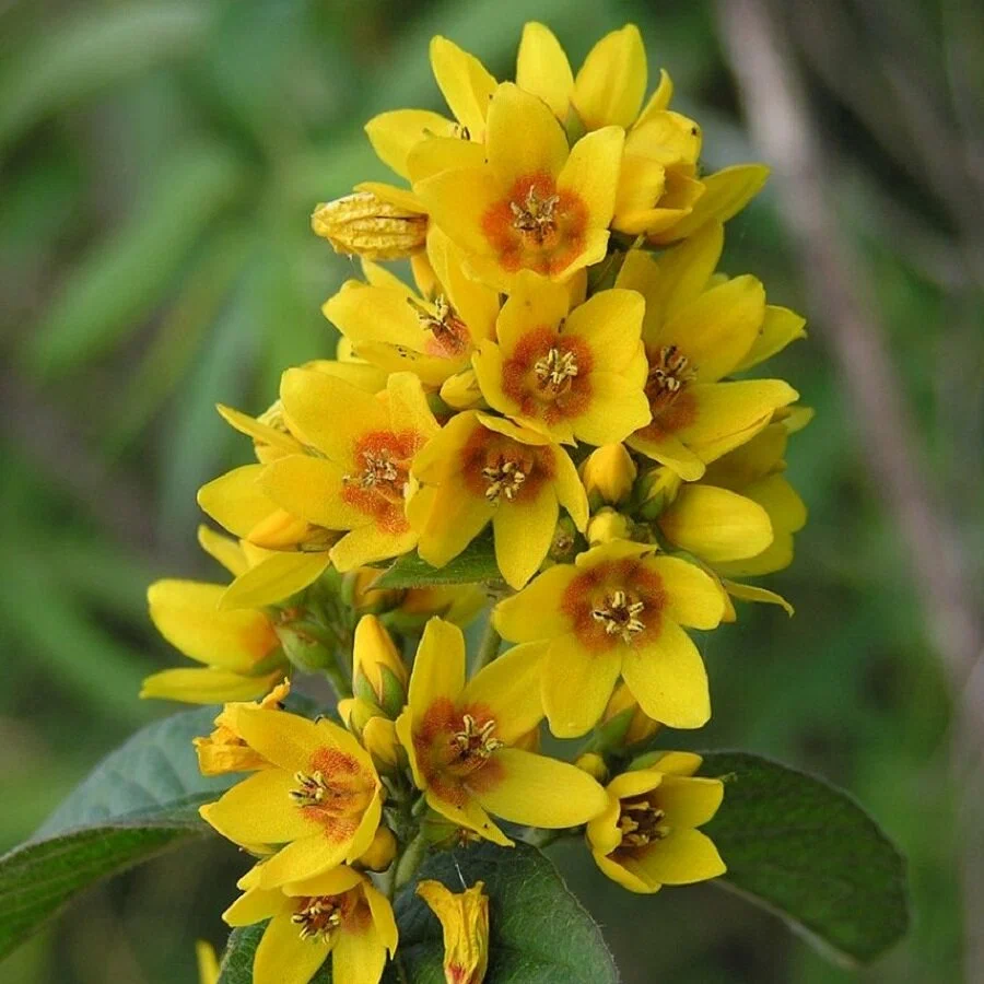 orig (2) Лизимахия (Вербейник точечный) d9 — изображение 1