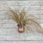 Осока власовидная Бронко (Бронхо,Бронз) d12