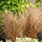 Осока власовидная Зора d12