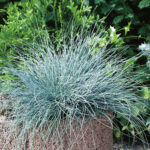 Овсяница сизая d9