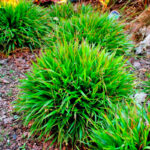 Ожика лесная d12