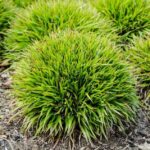 Ожика (лузула) лесная Селект "Sylvantica Select" d12