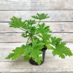 Пеларгония ароматная d12