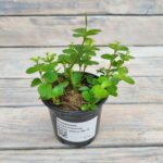 Пеперомия мелколистная d9-10