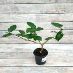 Переския Годсеффа d12