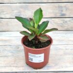 Пеперомия Клузиелистная d12