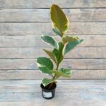 Фикус Эластика d9