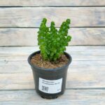 Пеперомия Колумелла "Peperomia columella" d9