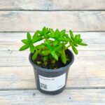 Суккулент d8