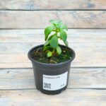 Суккулент d10