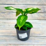 Диффенбахия d12