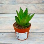 Гастерия (Хавортия) Микс d9