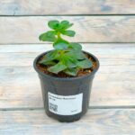 Эчеверия Пекокка d8