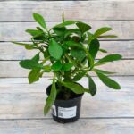 Молочай Синадениум Гранта d12