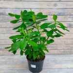 Молочай Синадениум Гранта 5л