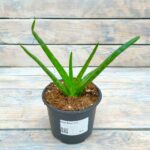 Алоэ Вера d12