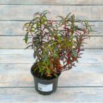 Альтернантера сидячая (бордовая) d12