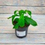 Пахистахис d9