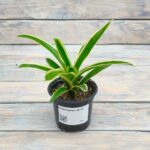 Нидуляриум d8