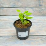 Педилантус d9