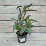 Традесканция Бледная (Сеткреазия) d12