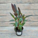 Традесканция Бледная (Сеткреазия) d9