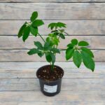 Шеффлера d12