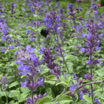 Котовник кистевидный Селект "Select" d12